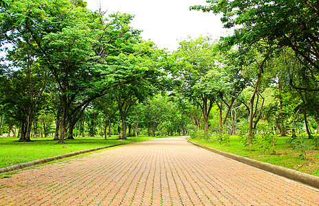 公园的走道植物草地花园森林季节树木小路土地美丽风景图片