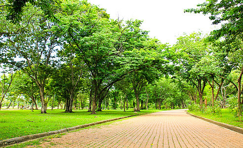 公园的走道美丽土地森林季节叶子场地人行道植物草地环境图片