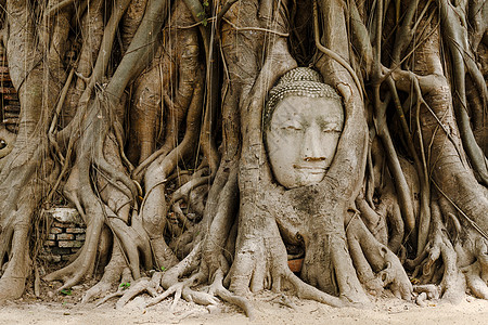 在Ayutthaya的旧树上 头上戴着布丁头的老树寺庙宗教冥想崇拜旅行雕像杂草艺术精神砂岩图片