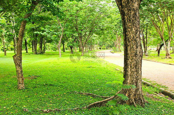 公园绿树土地环境森林树木风景花园植物场地叶子小路图片