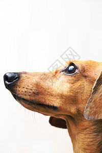 Dachshund狗正在寻找动物生活热狗棕色世俗救援宠物白色小狗头发图片