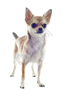 小狗吉娃娃动物犬类宠物白色棕色工作室图片