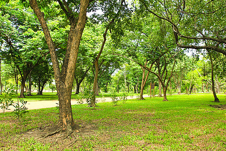 公园绿树绿色花园季节草地风景美丽木头场地叶子土地图片