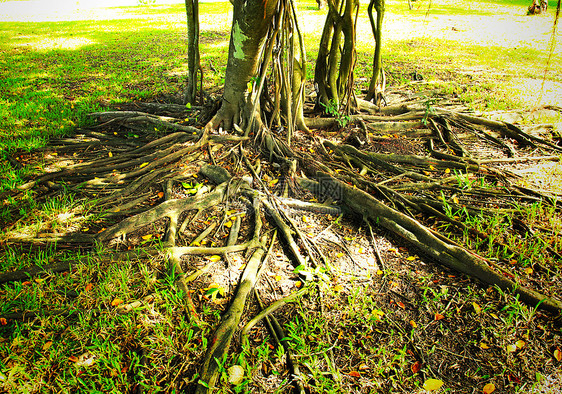 树根榕树丛林树干木头植物叶子森林绿色公园环境图片