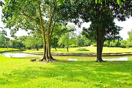 公园绿树土地叶子季节场地草地树木木头森林植物环境图片