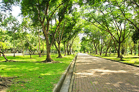 公园的走道场地树木小路美丽植物草地绿色人行道森林木头图片