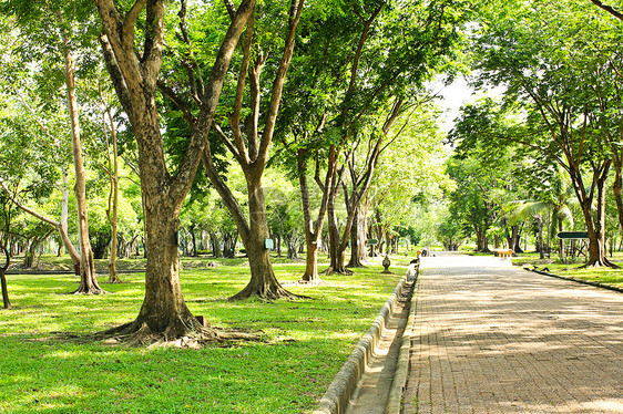 公园的走道树木美丽场地土地叶子木头绿色人行道植物草地图片