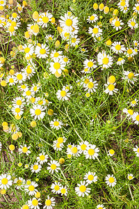 甘菊地洋甘菊植物群荒野乡村野花场地黄色草地生长玉米图片