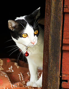 泰泰铢虎斑动物猫咪眼睛毛皮胡须宠物猫科小猫图片