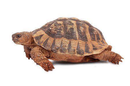 海龟蜥蜴人爬行动物宠物脊椎动物乌龟龟科陆龟甲壳爬虫草食性图片