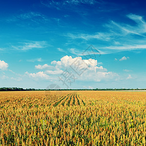 农业田地和日落时深蓝天空图片