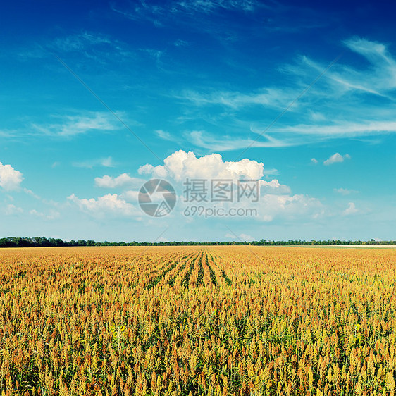 农业田地和日落时深蓝天空图片