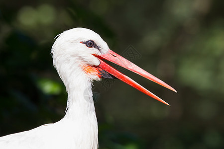头羽毛白鹳翅膀场地嵌套者绿色珊瑚科红色白色脖子图片