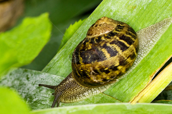 全速前进宏观蜗牛绿色植物叶子花园动物图片