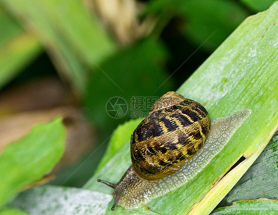 全速前进绿色宏观动物蜗牛叶子花园植物图片
