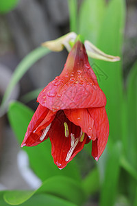 雨后水滴和火红的阿玛丽丝生长植物学灯泡曲线花瓣植物群红宝石季节卷曲植物图片