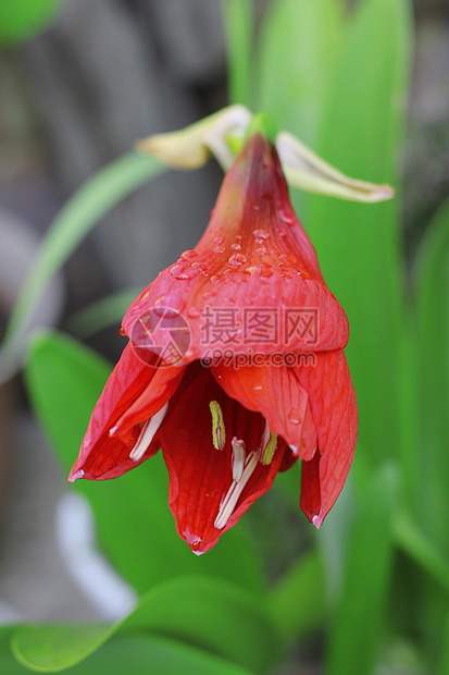 雨后水滴和火红的阿玛丽丝生长植物学灯泡曲线花瓣植物群红宝石季节卷曲植物图片