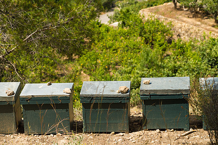 蜂房水平农田蜂窝蜂园笼子麻疹农场农业盒子养蜂业背景图片