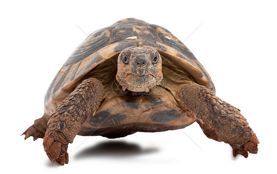 海龟陆龟盔甲濒危甲壳动物爬行动物爬虫脊椎动物宠物乌龟图片