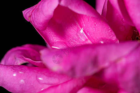 贴近 玫瑰 水滴在花瓣上 粉红色 里面 抽象 伊索图片