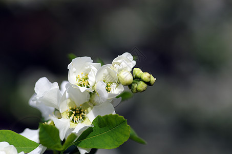 白银色花朵缝合紫丁香香味植物群宏观花园植物花束植物学生长压痛图片