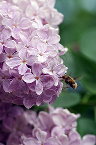 绿色树枝 配有春花植物学紫色叶子花期紫丁香蜜蜂宏观花园植物蓝色图片