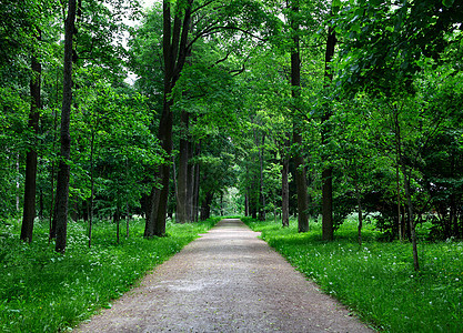 森林路径大街车道衬套行人风景小路胡同叶子环境橡木图片