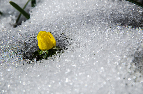 融雪中的花朵图片