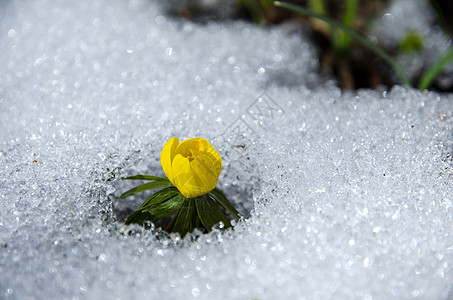 雪中的花朵树叶地毯太阳草地园艺公园花球灯泡花园阳光照射图片