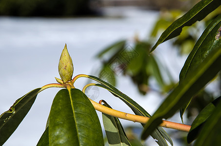 芽植物学树叶花园植物公园园艺绿色图片