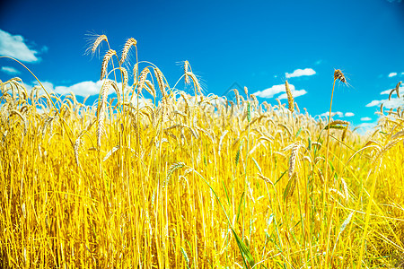 天空背景上的小麦植物图片