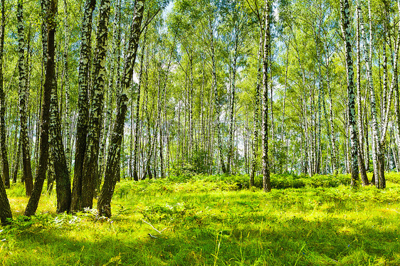 夏草林桦树环境树干生活白色季节森林树林城市乡村图片