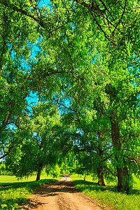 森林中的公路树林叶子植物阴影环境场景城市公园森林树干图片