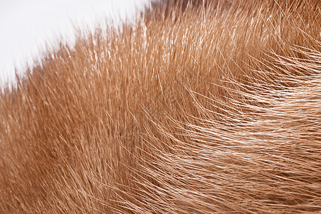 浅哺乳动物毛皮材料头发大衣宏观皮革皮帽皮肤愁云图片