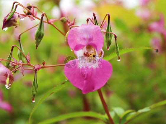 喜马拉雅巴萨姆山乡村粉色紫色宏观植物学年度杂草害虫野花侵入性图片