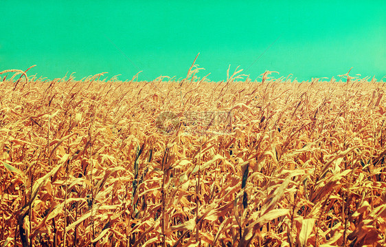 Cornfield 发展欠完善的玉米片展示了长期炎热 干燥天气和回溯颜色的影响图片