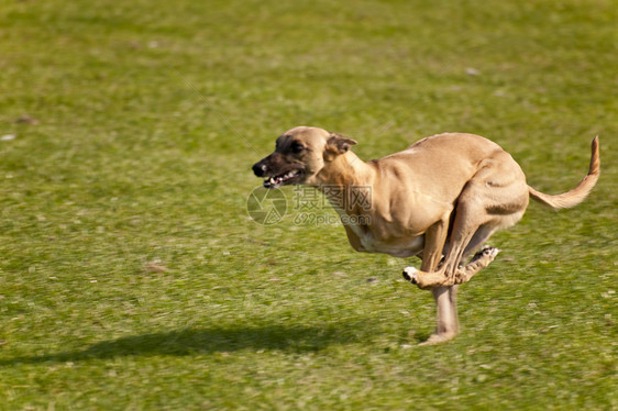 狗舞步展示训练运动动物马术学校会议跑步赛车图片