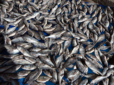 干鱼乌贼营养鱼片灰色零售海洋食物展示饮食鱼干图片