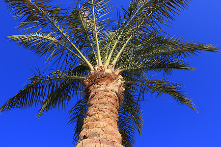 棕榈树花园阳光生态蓝色棕榈树叶崎岖框架叶子宏观图片