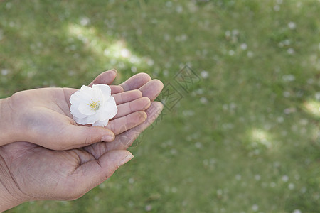 一个小女孩的手和她父亲的手握着樱花的特写图片