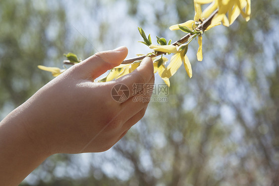 在春天公园户外的树上 碰着黄色花朵的小姑娘们手贴近了图片