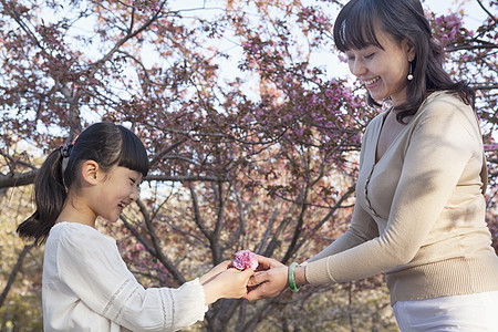微笑的母亲给了她的女儿一个樱花花 在春天的北京公园外露出一朵樱花图片