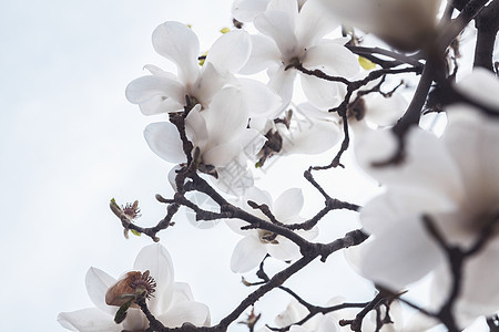 白色马格努利亚树花的紧贴生长摄影天空花朵省会水平城市玉兰树木分支机构图片