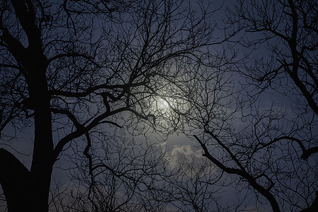 月光下树木的轮廓公园旅游分支机构省会视图田园目的地低角度月亮水平图片