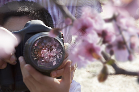 父亲帮助他儿子拍照 在春春 北京的树枝上拍樱花相片喜悦两个人相机休闲活动幸福开端脆弱性男孩们摄影图片