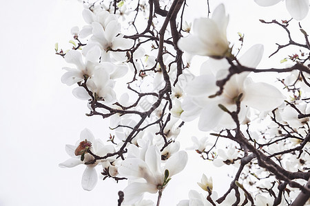 白色马格努利亚树花的紧贴省会分支机构花朵生长摄影天空城市水平树木玉兰背景图片