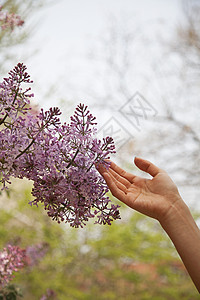 手紧贴近花朵 春天在公园外面的春光中图片