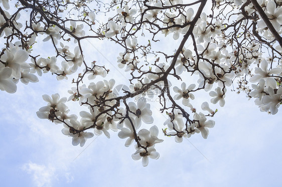 白色马格努利亚树花的紧贴天空城市花朵树木玉兰生长摄影省会水平分支机构图片