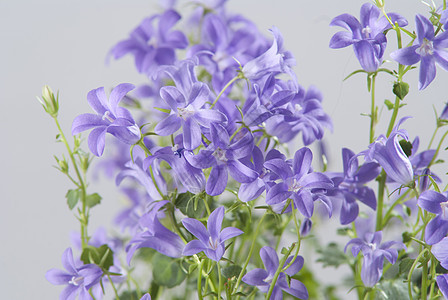 灰色本底的坎帕努拉花朵花瓣叶子花园植物阳光蓝色野花生长紫色园艺图片