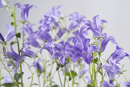 风铃草灰色本底的坎帕努拉花朵花束宏观花园花瓣紫丁香园艺植物阳光太阳紫色背景